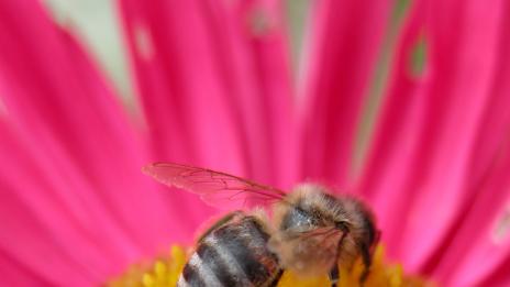 Как го правят пчеличките, птичките, цветенцата...