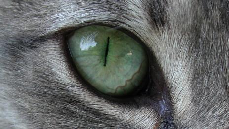 Първичен инстинкт