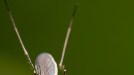 Митове за комарите