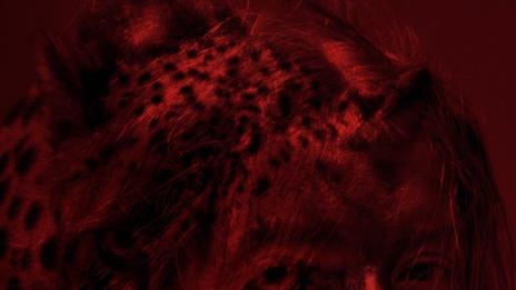 Когато дивото те зове