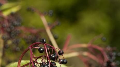 Лечебните свойства на растението бъз