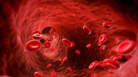 Стволовите клетки – тайната на възстановителната сила на организма