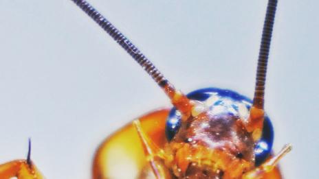 Да спиш с хлебарка - хит сред азиатците