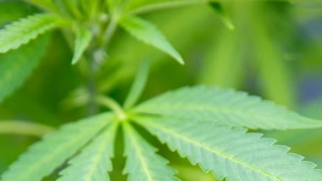 Университет по отглеждане на марихуана. Медицинска