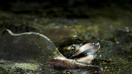 Трапеза: За или против сьомгата?