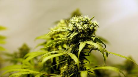 Пушачите на марихуана се познават по походката