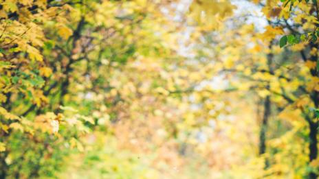 Учени: Влюбването подобрява здравето