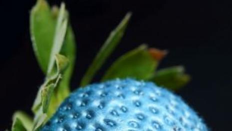 Сини ягоди и сребърни моркови освежават трапезата