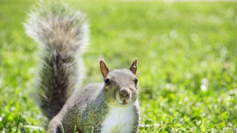 На лов за катерици