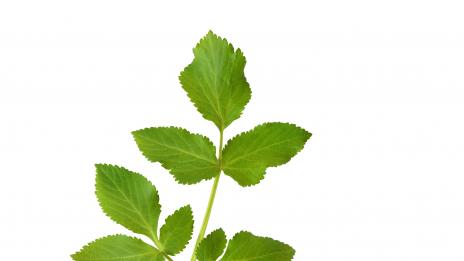 Победете коремните и менструални болки с помощта на природата