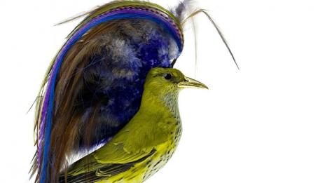 Птички с фасон