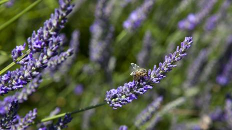 Лавандулата е по-ефективна от антидепресантите