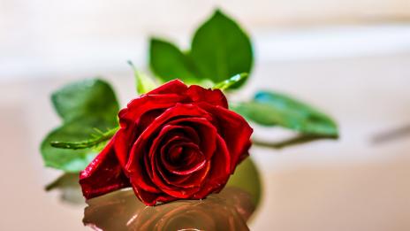 Честит 8 март, мили дами!