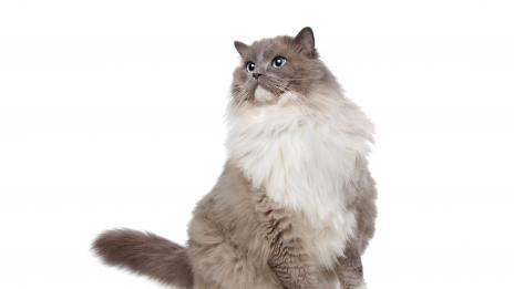 Google създаде „компютърен мозък“