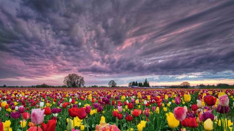 Сбогом, цветна пролет!