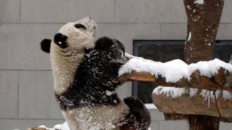 Фотографиране на диви животни