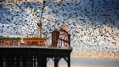 Танцът на скорците