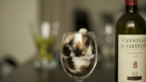 Котки доказват, че са гъвкави като течност