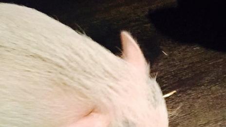 Майли замени Патрик с прасе