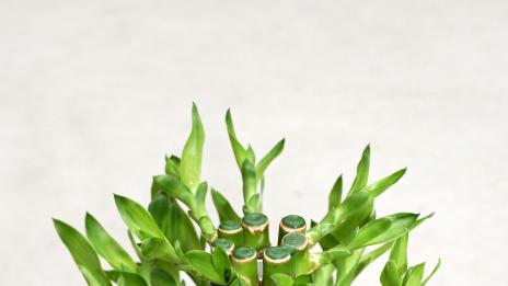 Как да увеличите положителните вибрации в дома си?