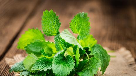 4 растения, които помагат да се концентрирате следобед