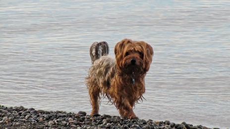 Какво да имате предвид, ако ще водите кучето си на море?