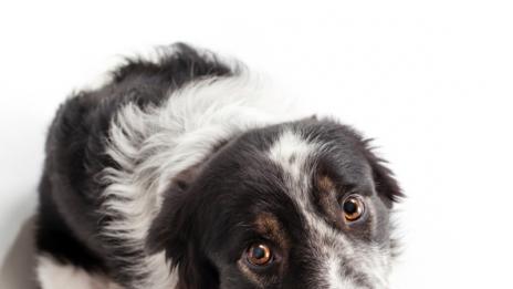 Депресиран ли е домашният ви любимец?