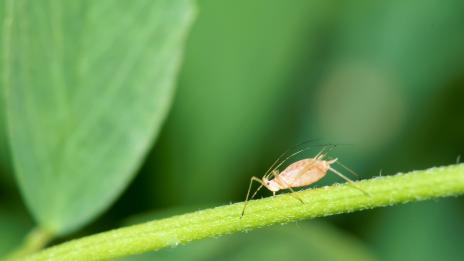 Буболечки, които поглъщаме с храната