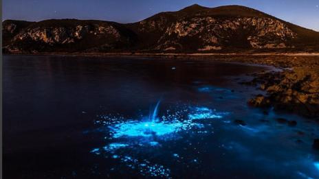 Синьото сияние във водите на Тасмания