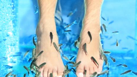 Рисковете от спа процедурите с рибки гара руфа