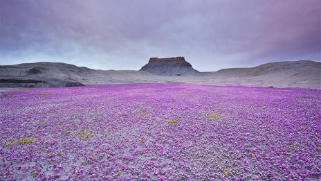 Най-ароматната пустиня