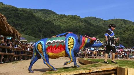 Изрисувани биволи се конкурират в Китай