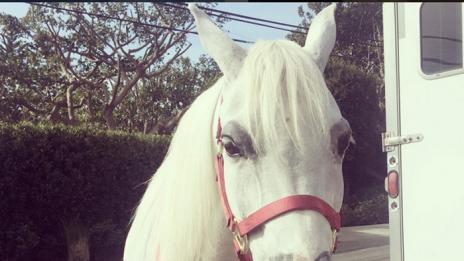 Изненадаха Лейди Гага с пони за Коледа