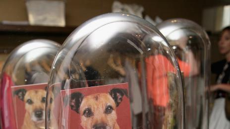 И 50 000 лири завещавам на кучето