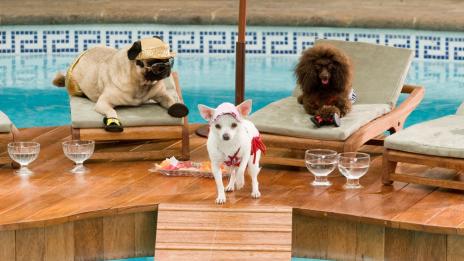 5-звезден лукс – за вас и за кучето ви