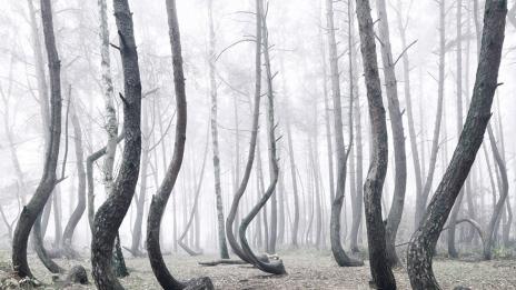 Тайнствената гора с извитите дървета