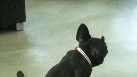 Животни правят йога като хората