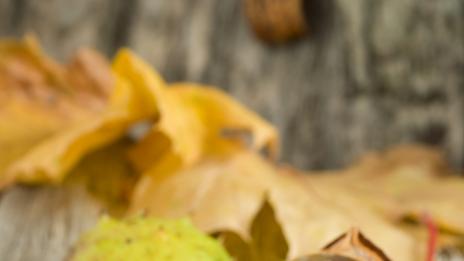 Кестени: есенно предложение за енергия и здраве