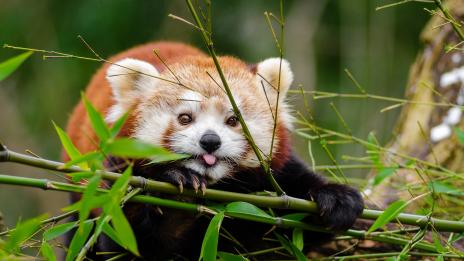 За любителите на животните: Кои места трябва да посетите?