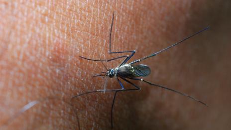 6 начина да се отървете от комарите