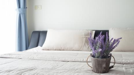 Тези растения е добре да отглеждаме в спалнята