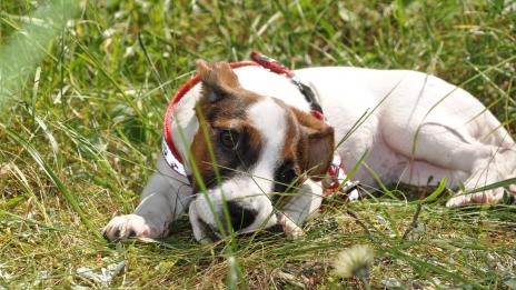 5 ползи за здравето от това да имате домашен любимец