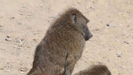 Секс поза: Маймунско висене (снимки)