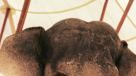 Рийз Уидърспуун и най-големият й приятел