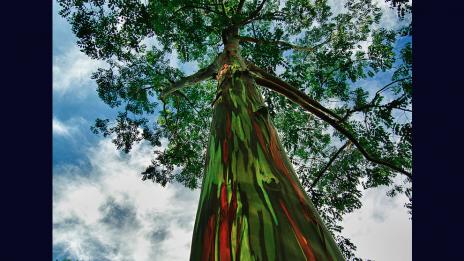 Цветните евкалиптови дървета в Хавай