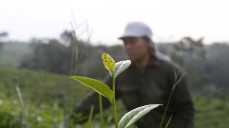 Тайната на йерба мате и как се пие зелен чай