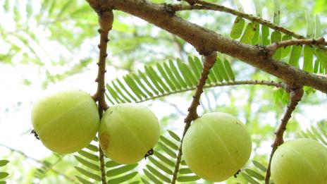 Амла влияе ползотворно върху здравето на човека