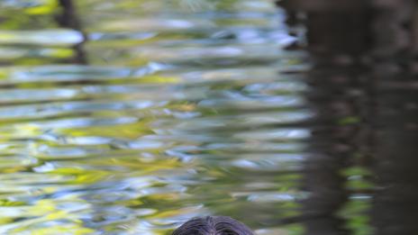 Плуването крие редица рискове за здравето