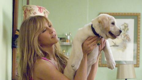 Общите характеристики на собствениците на кучета