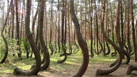 Мистерии в приказната гора